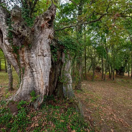Bacelo Ribeira Sacra *