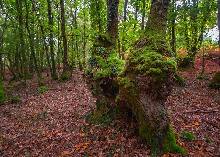 Bacelo Ribeira Sacra Sober